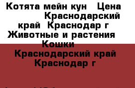 Котята мейн-кун › Цена ­ 12 000 - Краснодарский край, Краснодар г. Животные и растения » Кошки   . Краснодарский край,Краснодар г.